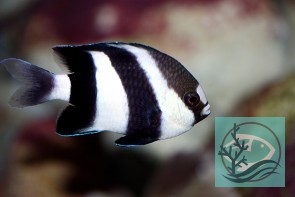 Dascyllus aruanus - Weißschwanz-Preussenfisch